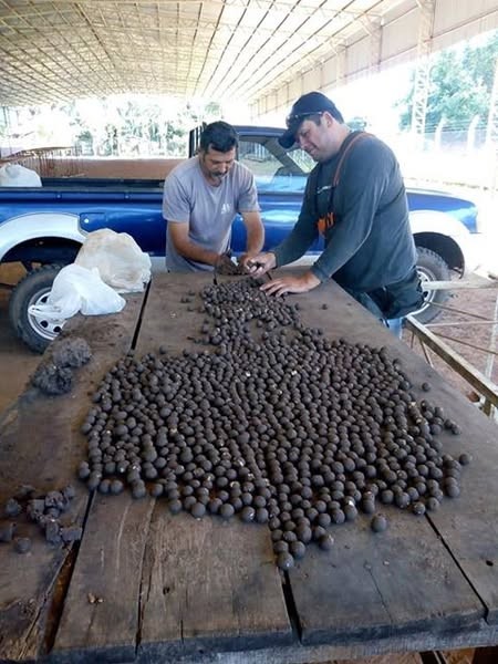 Bombas de Semillas